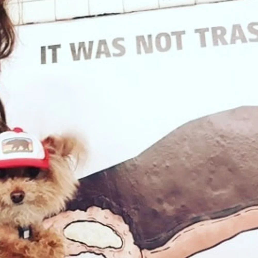 🐩 Clothes and Accessories for Dog Size S or XS  - Post 1 of 2 - Picture 16 of 16